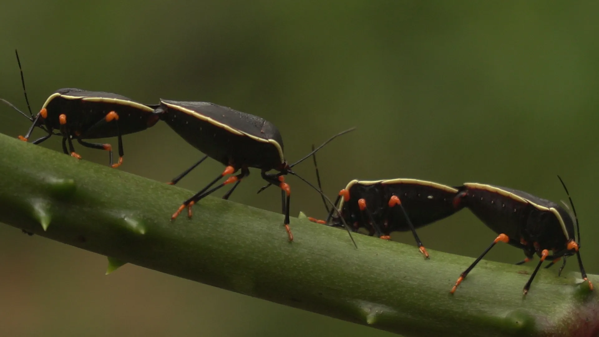 Black Leaf Films bugs