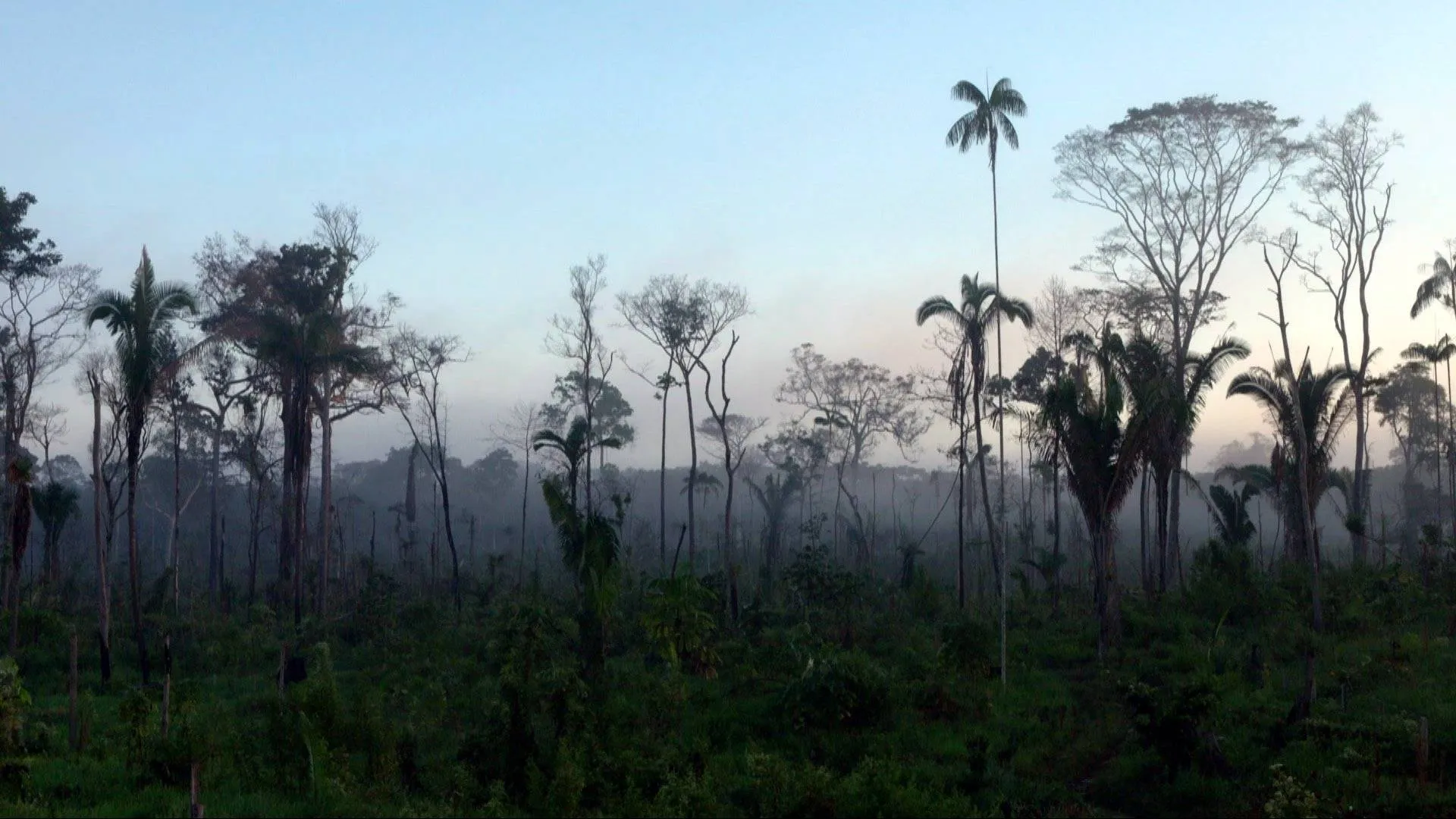 Black Leaf Films forest